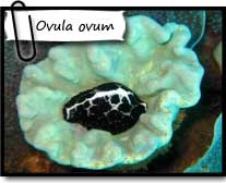 Biocénose observe les prédations coralliennes de l'ovula ovum