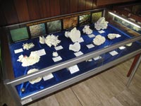 Exposition de coraux scléractinaire par Biocénose