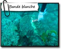 Biocénose, recherche de bande blanche sur les coraux