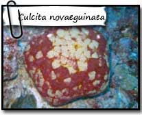 Biocénose observe les prédations coralliennes de culcita novaeguinaea