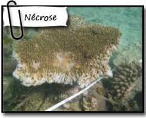 Biocénose, observation des nécroses coraliennes